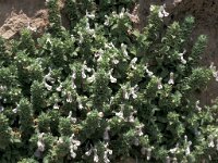 Stachys canescens 2, Saxifraga-Jan van der Straaten