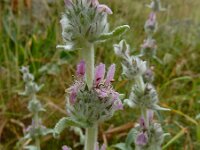 Stachys cretica 11, Italiaanse andoorn, Saxifraga-Ed Stikvoort : Vathi - Gidaki beach Ithaki s9900