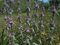 Stachys cretica 12, Italiaanse andoorn, Saxifraga-Ed Stikvoort
