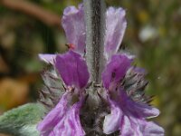 Stachys cretica 16, Italiaanse andoorn, Saxifraga-Ed Stikvoort