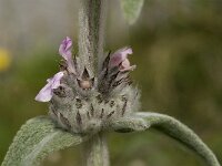 Stachys cretica 2, Saxifraga-Jan van der Straaten
