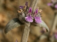 Stachys cretica 3, Saxifraga-Jan van der Straaten