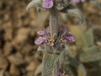 Stachys cretica 4, Saxifraga-Jan van der Straaten