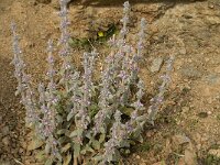 Stachys cretica 5, Saxifraga-Jan van der Straaten