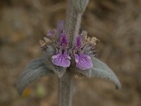 Stachys cretica 6, Saxifraga-Willem van Kruijsbergen