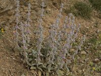 Stachys cretica 7, Saxifraga-Willem van Kruijsbergen