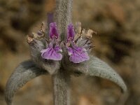 Stachys cretica 8, Saxifraga-Willem van Kruijsbergen