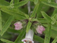 Stachys glutinosa 2, Saxifraga-Rutger Barendse