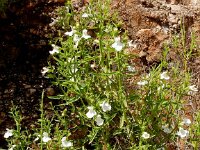 Stachys glutinosa 3, Saxifraga-Peter Meininger