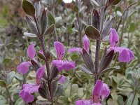 Stachys inflata 3, Saxifraga-Ed Stikvoort : Jerevan - Areni - Noravank s9900