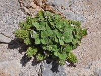 Stachys ionica 4, Saxifraga-Harry Jans