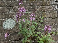 Stachys palustris 31, Moerasandoorn, Saxifraga-Ed Stikvoort : Deventer A900