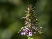 Stachys palustris 33, Moerasandoorn, Saxifraga-Jan van der Straaten
