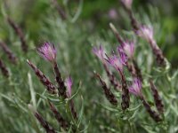 Staehelina dubia 2, Saxifraga-Dirk Hilbers