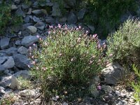 Staehelina dubia 3, Saxifraga-Dirk Hilbers