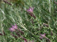 Staehelina dubia 4, Saxifraga-Dirk Hilbers