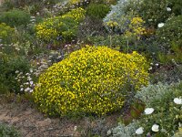 Stauracanthus genistoides 2, Saxifraga-Willem van Kruijsbergen