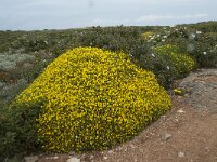 Stauracanthus genistoides 3, Saxifraga-Willem van Kruijsbergen