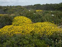 Stauracanthus genistoides 4, Saxifraga-Willem van Kruijsbergen