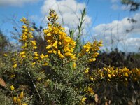 Stauracanthus genistoides 5, Saxifraga-Ed Stikvoort