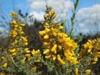 Stauracanthus genistoides 6, Saxifraga-Ed Stikvoort