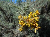 Stauracanthus genistoides 7, Saxifraga-Ed Stikvoort