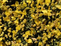 Stauracanthus spectabilis 2, Saxifraga-Jan van der Straaten