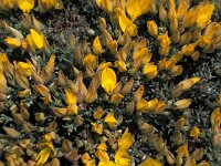 Stauracanthus spectabilis 3, Saxifraga-Jan van der Straaten