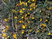 Stauracanthus spectabilis 4, Saxifraga-Jan van der Straaten