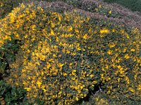 Stauracanthus spectabilis 5, Saxifraga-Jan van der Straaten