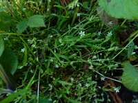 Stellaria alsine