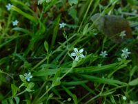 Stellaria alsine 3, Moerasmuur, Saxifraga-Ed Stikvoort : rondom Sail-sous-Couzan s9900