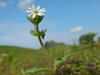 Stellaria aquatica 9, Watermuur, Saxifraga-Ed Stikvoort