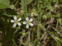 Stellaria holostea 65, Grote muur, Saxifraga-Jan van der Straaten