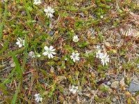 Stellaria humifusa 3, Saxifraga-Hans Grotenhuis