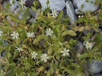 Stellaria humifusa 5, Saxifraga-Willem van Kruijsbergen