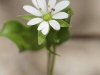 Stellaria neglecta 2, Heggenvogelmuur, Saxifraga-Rutger Barendse