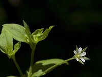 Stellaria neglecta 3, Heggenvogelmuur, Saxifraga-Willem van Kruijsbergen