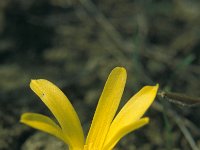 Sternbergia colchiciflora 1, Saxifraga-Peter Lengyel