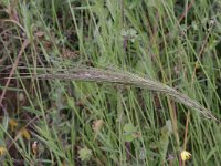 Stipa capensis 1, Saxifraga-Rutger Barendse