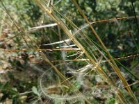 Stipa capillata 2, Saxifraga-Rutger Barendse