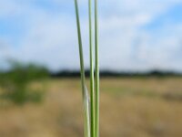 Stipa tenuissima 2, Vedergras, Saxifraga-Rutger Barendse