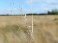Stipa tenuissima 3, Vedergras, Saxifraga-Rutger Barendse