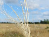 Stipa tenuissima 4, Vedergras, Saxifraga-Rutger Barendse