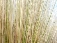 Stipa tenuissima 5, Vedergras, Saxifraga-Rutger Barendse