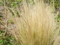 Stipa tenuissima 6, Vedergras, Saxifraga-Rutger Barendse