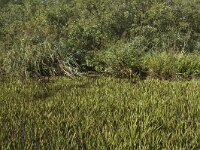 Stratiotes aloides 3, Krabbenscheer, Saxifraga-Jan van der Straaten