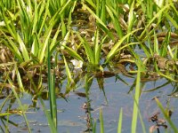 Stratiotes aloides 33, Krabbenscheer, Saxifraga-Hans Grotenhuis