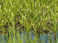 Stratiotes aloides 34, Krabbenscheer, Saxifraga-Hans Grotenhuis