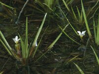 Stratiotes aloides 4, Krabbenscheer, Saxifraga-Jan van der Straaten